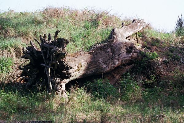 Plavecký Štvrtok, obora, 6.5.2003
Zapomenutý kmen dubu na okraji bývalého dubového háje. Terorizovat entomology je pro ochranáře zábavnější, než chránit ohrožené biotopy.
Schlüsselwörter: Plavecký Štvrtok Elater ferrugineus Ampedus praeustus páchník Osmoderma