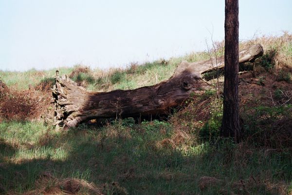 Plavecký Štvrtok, obora, 6.5.2003
Zapomenutý kmen dubu na okraji bývalého dubového háje. Terorizovat entomology je pro ochranáře zábavnější, než chránit ohrožené biotopy.
Keywords: Plavecký Štvrtok Elater ferrugineus Ampedus praeustus páchník Osmoderma