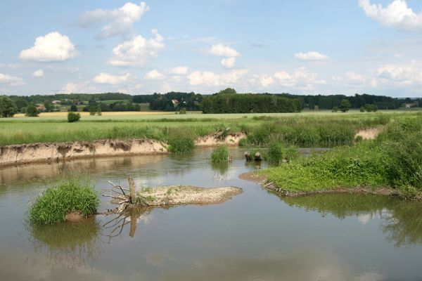 Plchovice, 15.6.2009
Štěrkové náplavy v meandru Tiché Orlice u Plchovic.
Klíčová slova: Plchovice Tichá Orlice Zorochros dermestoides Negastrius pulchellus