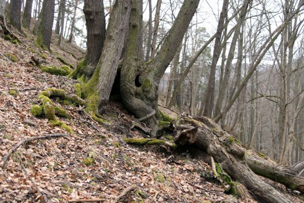 Karlova Ves - rezervace Velká Pleš, 30.3.2009
Suťový les na západních svazích vrchu Prachoviště.
Klíčová slova: Křivoklátsko Velká Pleš Prachoviště