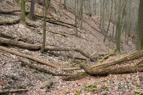 Karlova Ves - rezervace Velká Pleš, 30.3.2009
Suťový les na západních svazích vrchu Prachoviště.
Klíčová slova: Křivoklátsko Velká Pleš Prachoviště