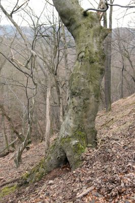 Karlova Ves - rezervace Velká Pleš, 30.3.2009
Dutý buk v suťovém lese na západních svazích vrchu Prachoviště.
Keywords: Křivoklátsko Velká Pleš Prachoviště Elater ferrugineus