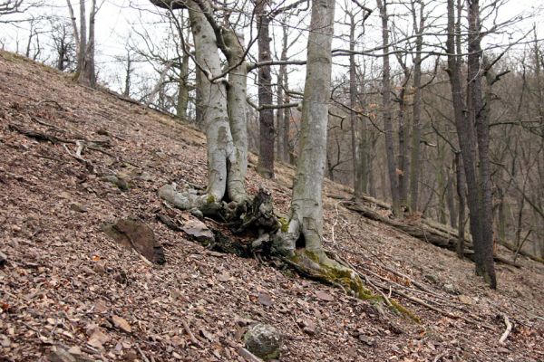 Karlova Ves - rezervace Velká Pleš, 30.3.2009
Duté buky v suťovém lese na západních svazích vrchu Prachoviště.
Mots-clés: Křivoklátsko Velká Pleš Prachoviště Ischnodes sanguinicollis