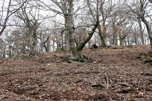 Karlova Ves - rezervace Velká Pleš, 30.3.2009
Suťový les na západních svazích vrchu Prachoviště.
Mots-clés: Křivoklátsko Velká Pleš Prachoviště