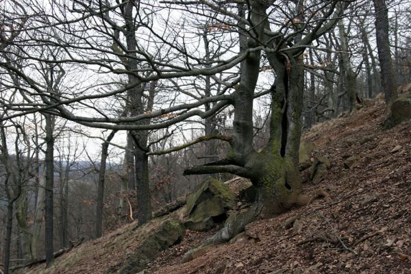 Karlova Ves - rezervace Velká Pleš, 30.3.2009
Suťový les na západních svazích vrchu Prachoviště.
Klíčová slova: Křivoklátsko Velká Pleš Prachoviště