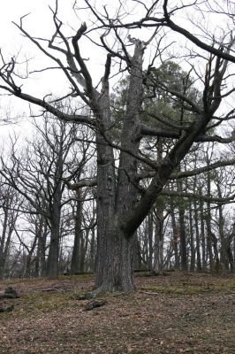 Karlova Ves - rezervace Velká Pleš, 30.3.2009
Suťový les na západních svazích vrchu Prachoviště.
Klíčová slova: Křivoklátsko Velká Pleš Prachoviště