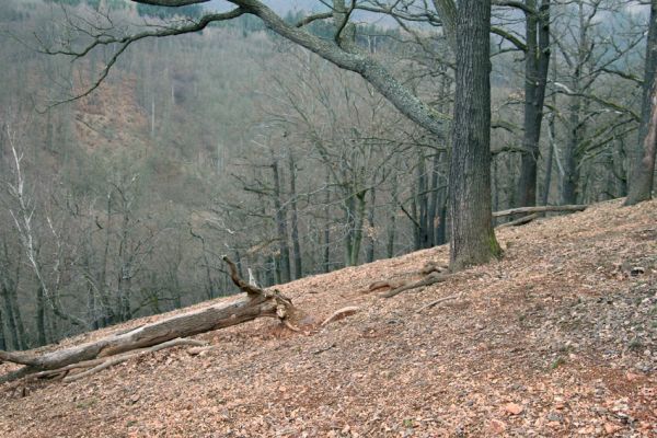 Karlova Ves - rezervace Velká Pleš, 30.3.2009
Suťový les na západních svazích vrchu Prachoviště.
Mots-clés: Křivoklátsko Velká Pleš Prachoviště