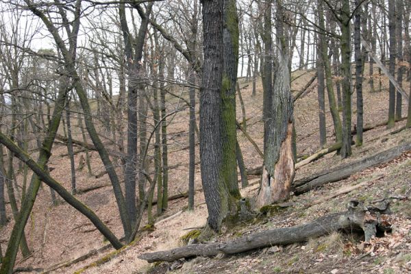 Karlova Ves - rezervace Velká Pleš, 30.3.2009
Suťový les na západních svazích vrchu Prachoviště.
Mots-clés: Křivoklátsko Velká Pleš Prachoviště