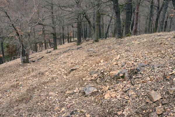 Karlova Ves - rezervace Velká Pleš, 30.3.2009
Erodovaný svah v suťovém lese na západních svazích vrchu Prachoviště.
Klíčová slova: Křivoklátsko Velká Pleš Prachoviště