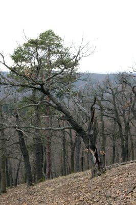 Karlova Ves - rezervace Velká Pleš, 30.3.2009
Suťový les na západních svazích vrchu Prachoviště.
Mots-clés: Křivoklátsko Velká Pleš Prachoviště