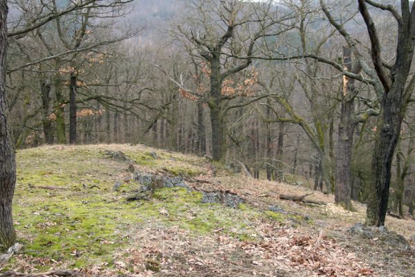 Karlova Ves - rezervace Velká Pleš, 30.3.2009
Suťový les na západních svazích vrchu Prachoviště.
Klíčová slova: Křivoklátsko Velká Pleš Prachoviště