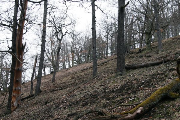 Karlova Ves - rezervace Velká Pleš, 30.3.2009
Suťový les na západních svazích vrchu Prachoviště.
Klíčová slova: Křivoklátsko Velká Pleš Prachoviště