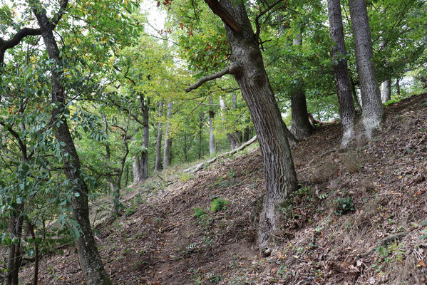 Třeběnice, 5.10.2022
Plešice - Staré duby.
Keywords: Třeběnice Plešice Staré duby Limoniscus Gambrinus violaceus Ischnodes sanguinicollis