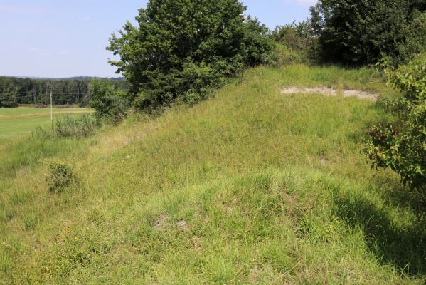Poběžovice u Holic, 23.7.2021
Třešňovka - jihozápadní svah.
Klíčová slova: Poběžovice u Holic třešňovka