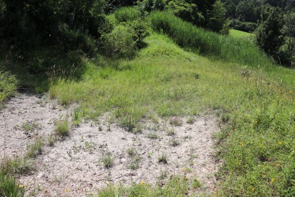 Poběžovice u Holic, 23.7.2021
Třešňovka - jihozápadní svah.
Schlüsselwörter: Poběžovice u Holic třešňovka