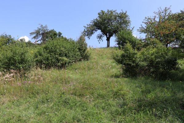 Poběžovice u Holic, 23.7.2021
Třešňovka - jihozápadní svah.
Keywords: Poběžovice u Holic třešňovka Agriotes gallicus