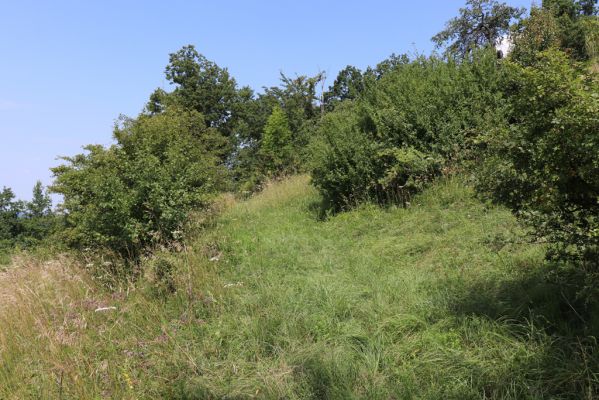 Poběžovice u Holic, 23.7.2021
Třešňovka - jihozápadní svah.
Schlüsselwörter: Poběžovice u Holic třešňovka Agriotes gallicus