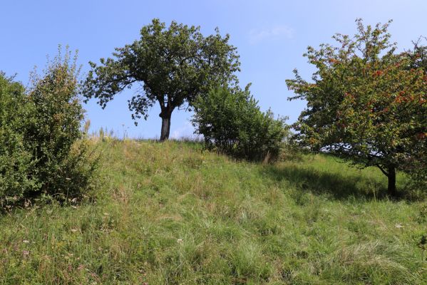 Poběžovice u Holic, 23.7.2021
Třešňovka - jihozápadní svah.
Mots-clés: Poběžovice u Holic třešňovka Agriotes gallicus