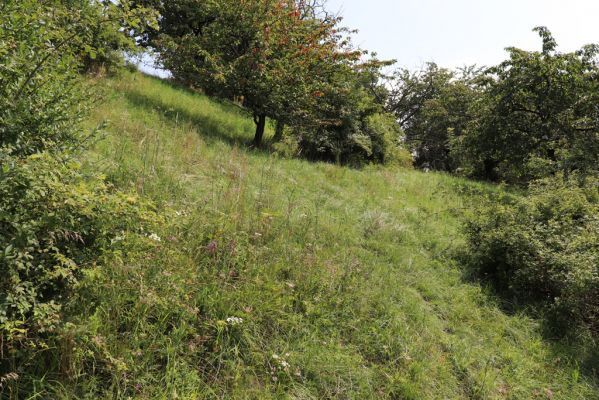 Poběžovice u Holic, 23.7.2021
Třešňovka - jihozápadní svah.
Keywords: Poběžovice u Holic třešňovka Agriotes gallicus