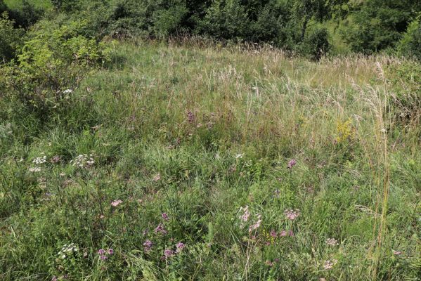 Poběžovice u Holic, 23.7.2021
Třešňovka - jihozápadní svah.
Schlüsselwörter: Poběžovice u Holic třešňovka Agriotes gallicus