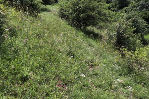 Poběžovice u Holic, 23.7.2021
Třešňovka - jihozápadní svah.
Klíčová slova: Poběžovice u Holic třešňovka Agriotes gallicus