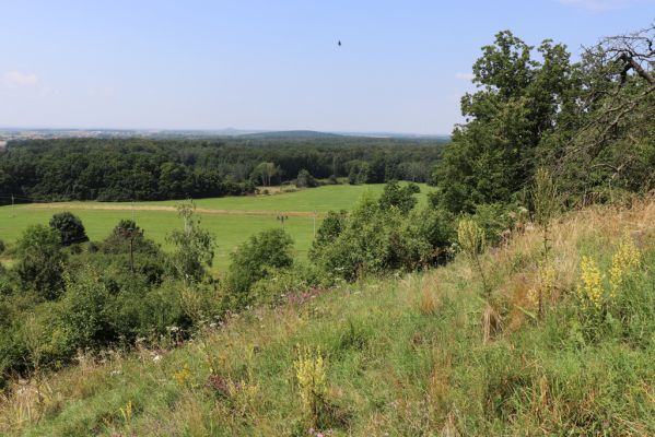 Poběžovice u Holic, 23.7.2021
Třešňovka - jihozápadní svah.
Keywords: Poběžovice u Holic třešňovka Agriotes gallicus