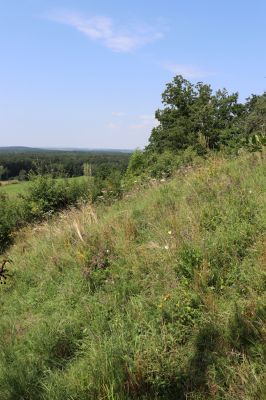 Poběžovice u Holic, 23.7.2021
Třešňovka - jihozápadní svah.
Schlüsselwörter: Poběžovice u Holic třešňovka Agriotes gallicus