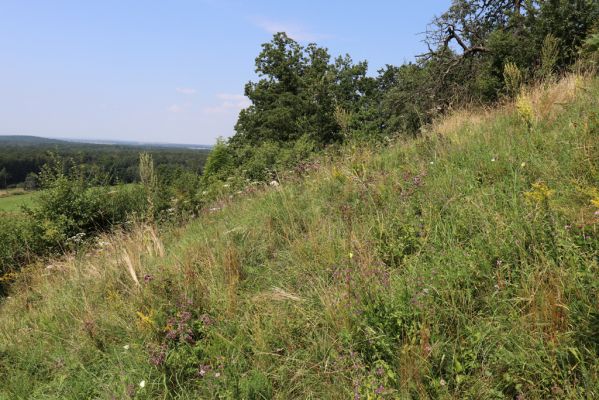 Poběžovice u Holic, 23.7.2021
Třešňovka - jihozápadní svah.
Keywords: Poběžovice u Holic třešňovka Agriotes gallicus