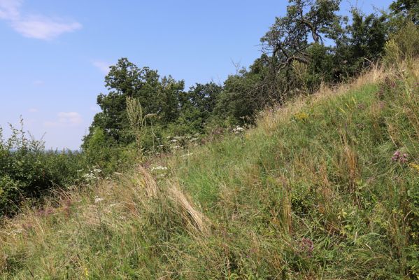 Poběžovice u Holic, 23.7.2021
Třešňovka - jihozápadní svah.
Klíčová slova: Poběžovice u Holic třešňovka Agriotes gallicus