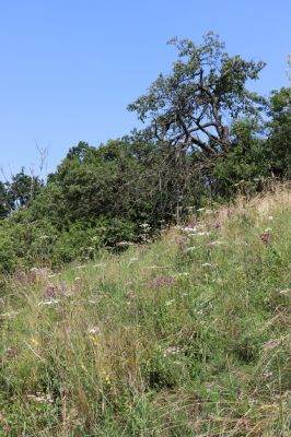 Poběžovice u Holic, 23.7.2021
Třešňovka - jihozápadní svah.
Keywords: Poběžovice u Holic třešňovka Agriotes gallicus