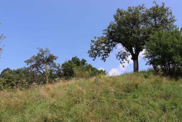 Poběžovice u Holic, 23.7.2021
Třešňovka - jihozápadní svah.
Klíčová slova: Poběžovice u Holic třešňovka Agriotes gallicus