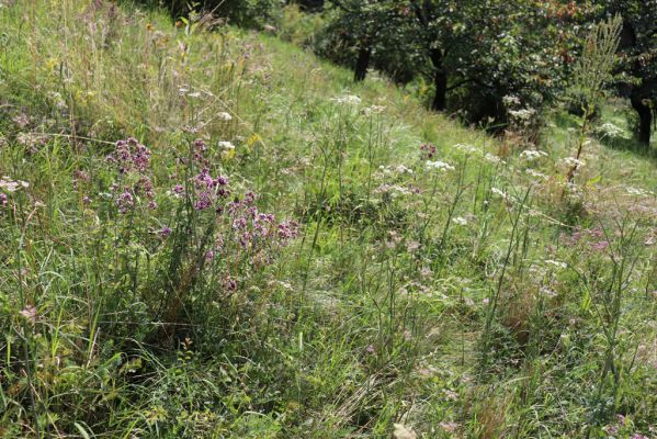 Poběžovice u Holic, 23.7.2021
Třešňovka - jihozápadní svah.
Schlüsselwörter: Poběžovice u Holic třešňovka Agriotes gallicus