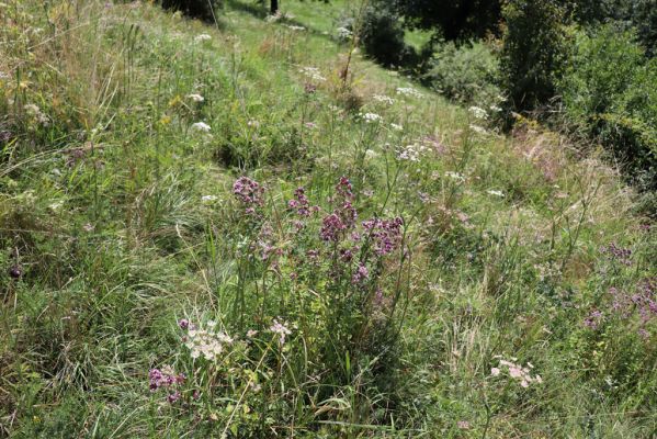 Poběžovice u Holic, 23.7.2021
Třešňovka - jihozápadní svah.
Klíčová slova: Poběžovice u Holic třešňovka Agriotes gallicus