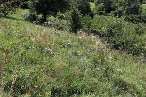 Poběžovice u Holic, 23.7.2021
Třešňovka - jihozápadní svah.
Klíčová slova: Poběžovice u Holic třešňovka Agriotes gallicus