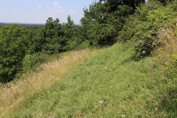 Poběžovice u Holic, 23.7.2021
Třešňovka - jihozápadní svah.
Klíčová slova: Poběžovice u Holic třešňovka Agriotes gallicus