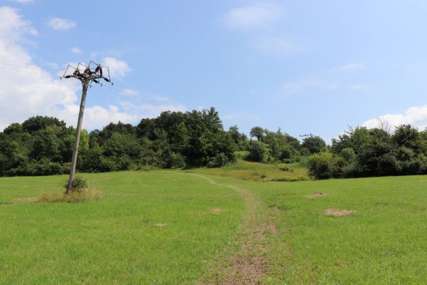 Poběžovice u Holic, 23.7.2021
Třešňovka - pohled od západu.
Schlüsselwörter: Poběžovice u Holic třešňovka