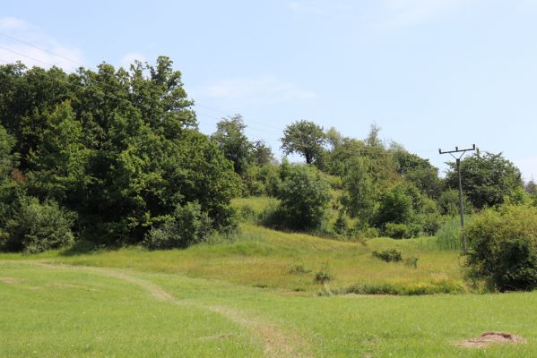 Poběžovice u Holic, 23.7.2021
Třešňovka - pohled od západu.
Klíčová slova: Poběžovice u Holic třešňovka