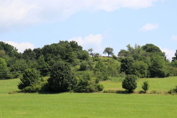 Poběžovice u Holic, 23.7.2021
Třešňovka - pohled od západu.
Schlüsselwörter: Poběžovice u Holic třešňovka Agriotes gallicus