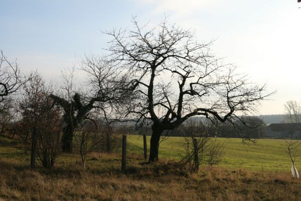 Sezemice - Počaply, 15.11.2008
Ovocný sad na kopci nad obcí. Ve staré třešni vpravo jsou výletové otvory krasce Anthaxia candens.
Klíčová slova: Sezemice Počaply třešeň Anthaxia candens