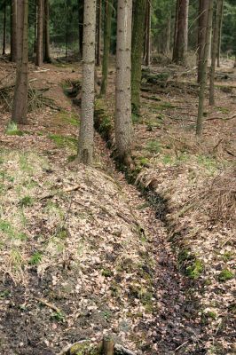 Údolí pod Císařskou studánkou, 10.4.2008
Lesní meliorace v údolí nad retenční nádrží "Cesta myslivců". 
Keywords: Hradec Králové Císařská studánka lesní meliorace