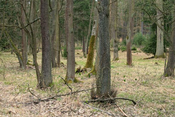 Údolí pod Císařskou studánkou, 10.4.2008
Zbytek lužního lesa. 
Klíčová slova: Hradec Králové Císařská studánka olšina