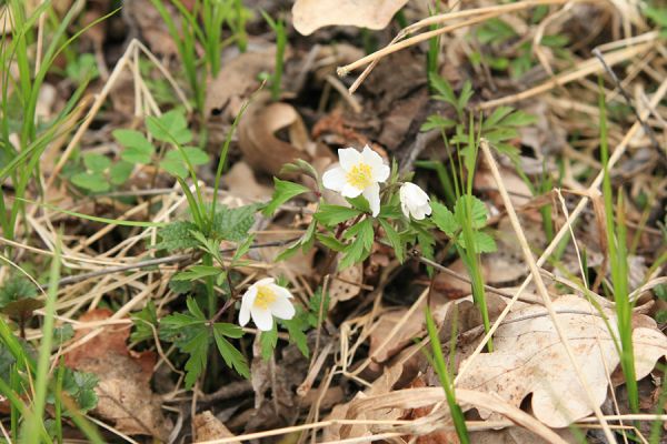 Údolí pod Císařskou studánkou, 10.4.2008
Sasanka hajní (Anemone nemorosa) ve zbytku lužního lesa.
Schlüsselwörter: Hradec Králové Císařská studánka olšina Sasanka hajní