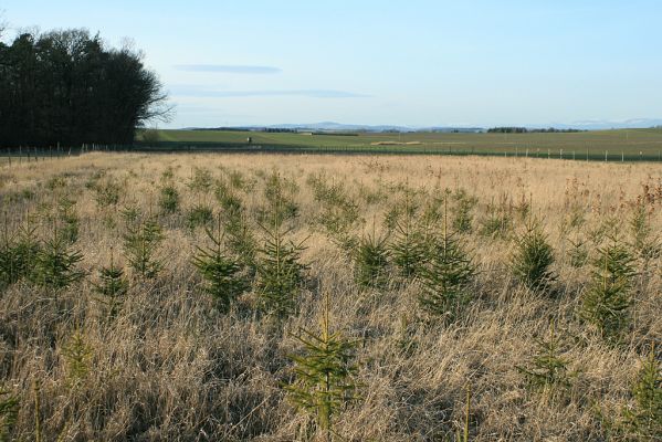 Rusek - Bukovina, 23.2.2008
Aktuální zpravodajství z kraje pod Zvičinou. Zemědělskou půdu nepotřebujeme, budeme pěstovat stromečky. Cílené státní dotace našly svůj cíl.
Klíčová slova: Rusek Bukovina zalesňování