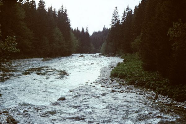 Podbanské, řeka Belá, 28.5.1989
Dravý proud horské řeky. Štěrkové břehy porostlé travinami jsou biotopem kovaříků Hypnoidus riparius a Zorochros dermestoides.
Keywords: Podbanské Belá Hypnoidus riparius Zorochros dermestoides