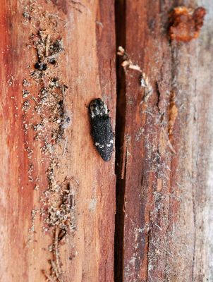 Podbanské, 9.8.2004
Pod korou smrkového pahýlu se přes den ukrývá kovařík Danosoma fasciata.
Klíčová slova: Vysoké Tatry Podbanské Danosoma fasciata