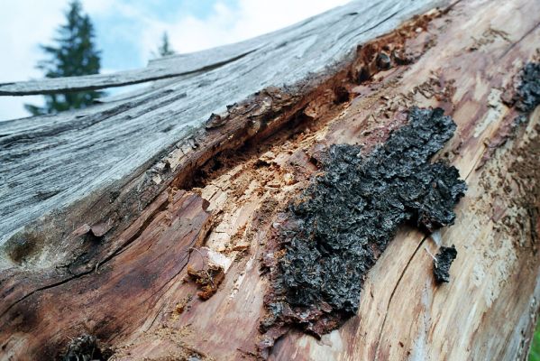 Podbanské, 9.8.2004
Smrkový pahýl u břehu řeky Belá. Rozpraskané dřevo napadené určitým druhem dřevní houby je typický biotop kovaříka Danosoma fasciata.
Keywords: Vysoké Tatry Podbanské Danosoma fasciata