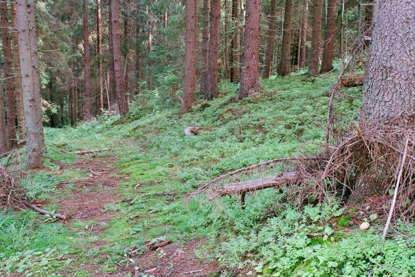 Vysoké Tatry, Podbanské, 9.8.2004
Pramenná oblast nad levým břehem Belé. 


Schlüsselwörter: Vysoké Tatry Podbanské Metanomus infuscatus