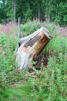 Podbanské, 9.8.2004
Smrkový pahýlu u řeky Belá. Biotop kovaříka Danosoma fasciata.
Klíčová slova: Vysoké Tatry Podbanské Danosoma fasciata