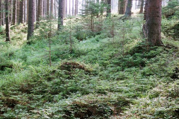 Vysoké Tatry, Podbanské, 9.8.2004
Pramenná oblast nad levým břehem Belé. Biotop kovaříka Metanomus infuscatus.



Klíčová slova: Vysoké Tatry Podbanské Metanomus infuscatus