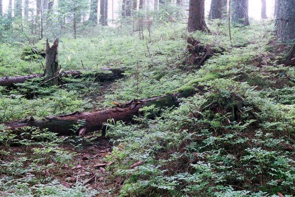 Vysoké Tatry, Podbanské, 9.8.2004
Pramenná oblast nad levým břehem Belé. Biotop kovaříka Metanomus infuscatus.

Schlüsselwörter: Vysoké Tatry Podbanské Metanomus infuscatus